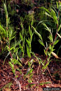 Velvet Panicum, Velvet Witchgrass /
Dichanthelium scoparium